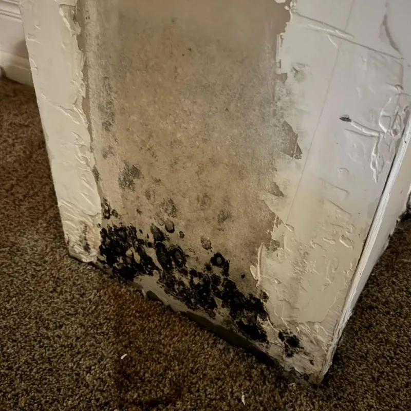 Professional Mold Removal in Wessington Springs, SD